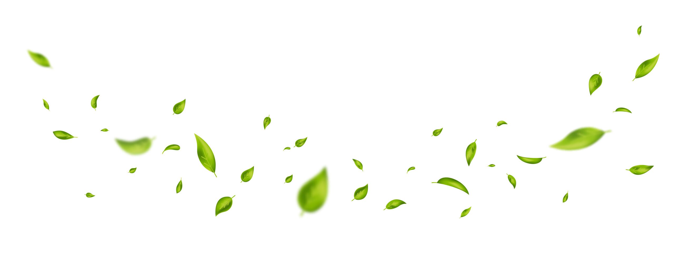 Green flying leaves on long white banner. Leaf falling. Wave foliage ornament. Vegan, eco, organic design element. Cosmetic pattern border. Fresh tea background. Beauty product. Vector illustration
