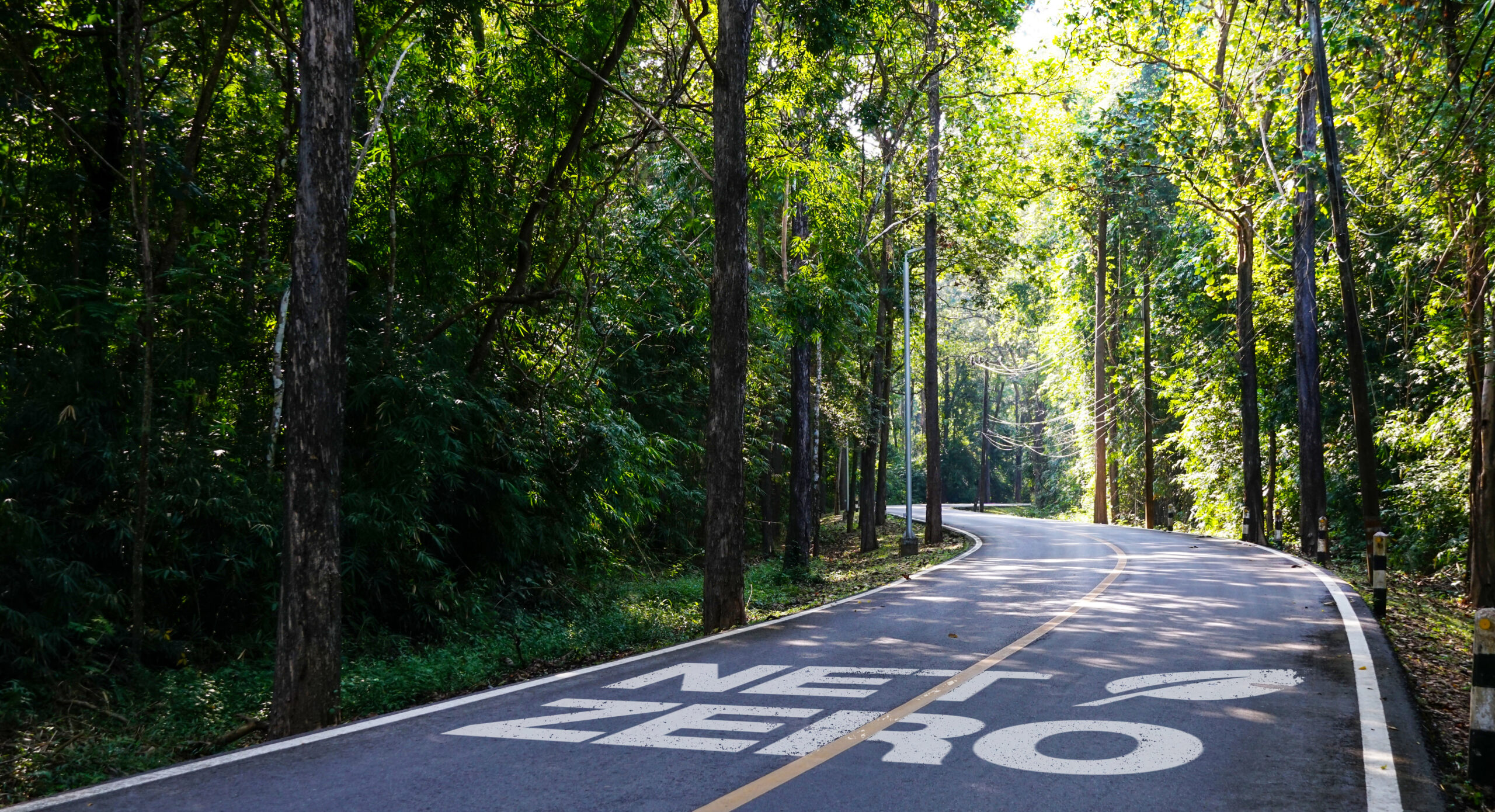 NET ZERO word on curved concrete roadway winds through a green nature park with trees and plants in the forest